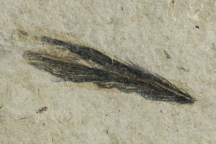 Detailed Fossil Feather - Green River Formation, Utah #356574